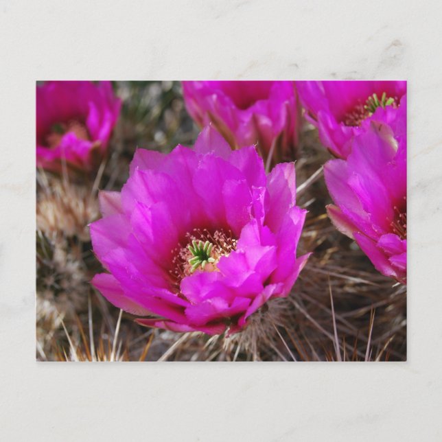 Hedgehog Cactus Vykort (Framsida)