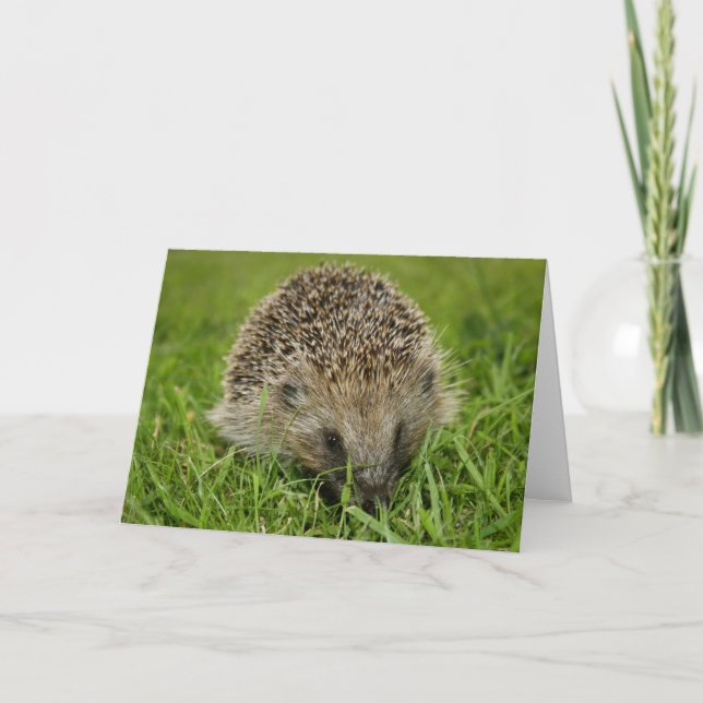 Hedgehog Card Kort (Framsida)
