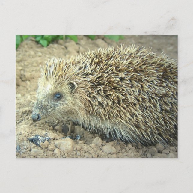Hedgehog Care Postcard Vykort (Framsida)