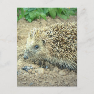 Hedgehog Care Postcards Vykort