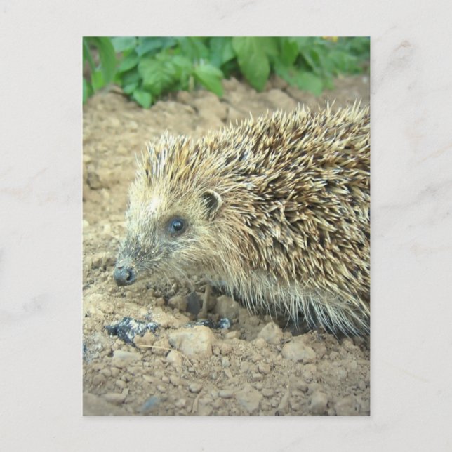 Hedgehog Care Postcards Vykort (Framsida)