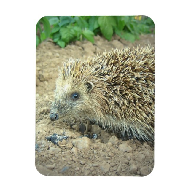 Hedgehog Care Premium Magnet (Vertikal)