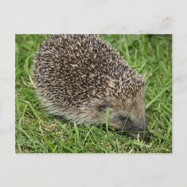 Hedgehog Close-up Postcard Vykort (Framsida)