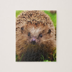 Hedgehog Curiely Exploring in Nature Pussel