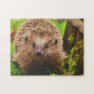 Hedgehog Curiely Exploring Pussel