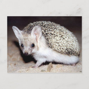 Hedgehog - den korniga däggdjuret vykort