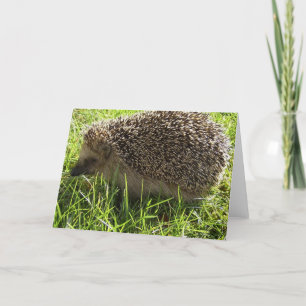 Hedgehog Greeting Card Kort