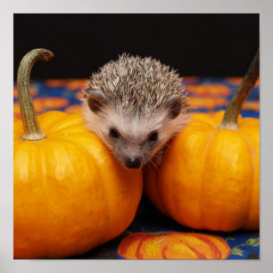 Hedgehog Halloween Hälsning Poster