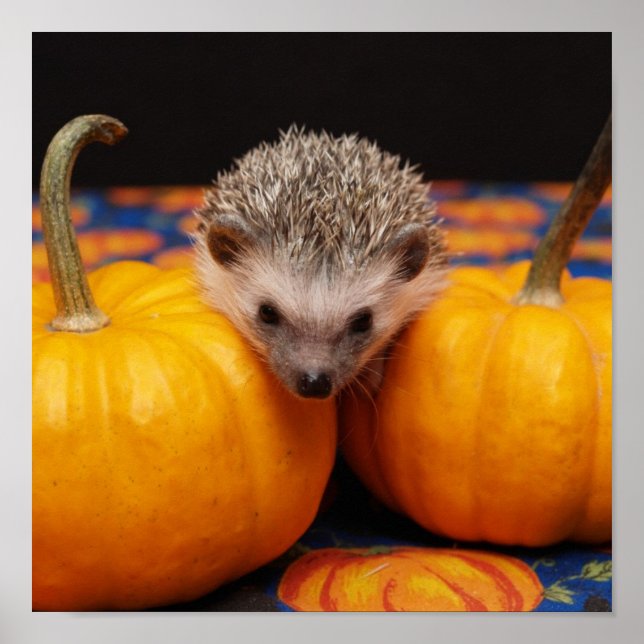Hedgehog Halloween Hälsning Poster (Framsidan)