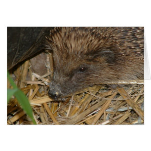 Hedgehog Hälsningskort