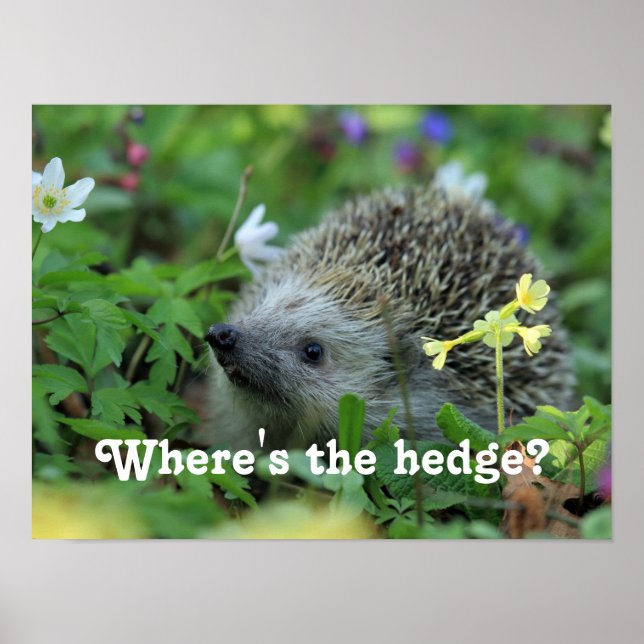Hedgehog Humor Poster (Framsidan)