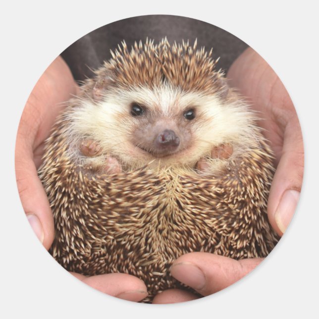 Hedgehog i Händer Photo Runt Klistermärke (Framsida)