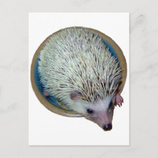 Hedgehog in Dish Postcard Vykort