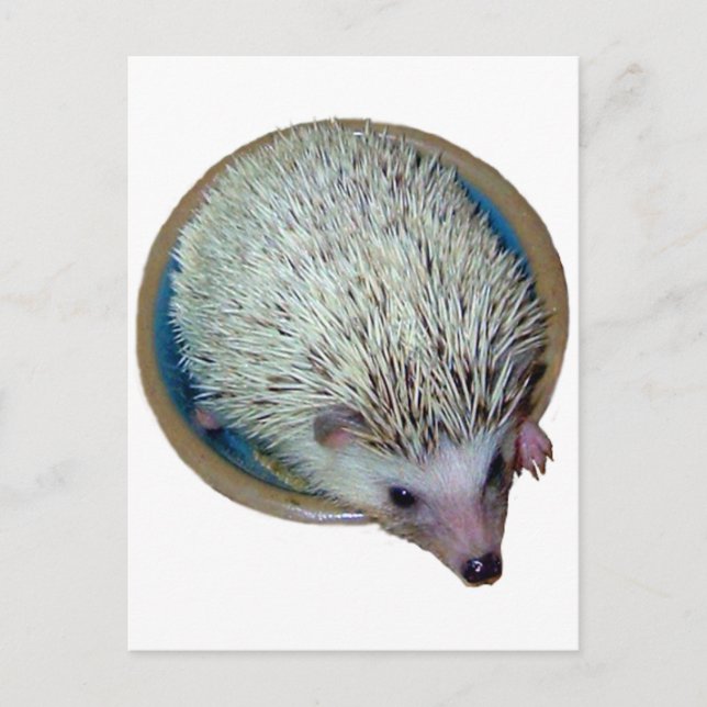 Hedgehog in Dish Postcard Vykort (Framsida)