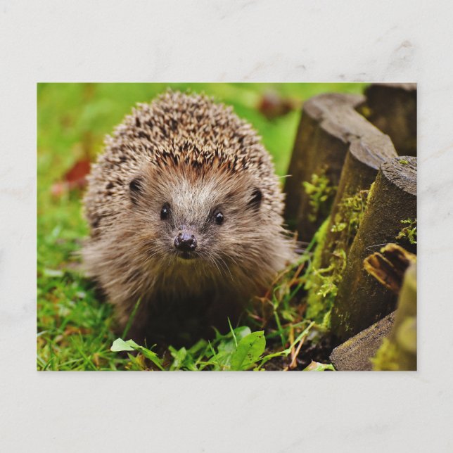 Hedgehog in the Forest Photo Postcard Vykort (Framsida)