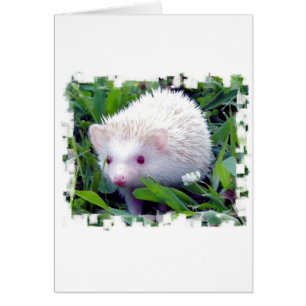Hedgehog in the Grass Hälsningskort