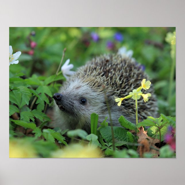 Hedgehog in Woodland Flowers Poster (Framsidan)
