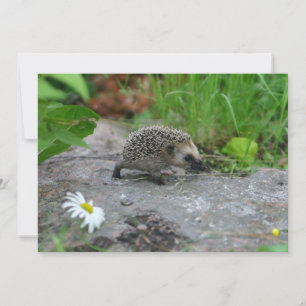 Hedgehog-inbjudan - anpassa inbjudningar