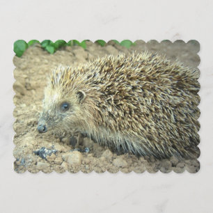 Hedgehog Inbjudningar