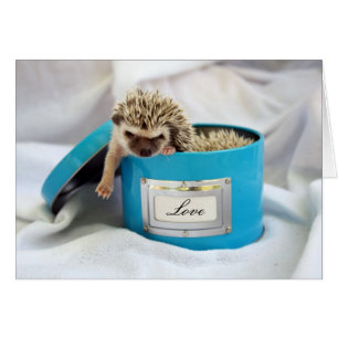 Hedgehog Kärlek OBS Kort