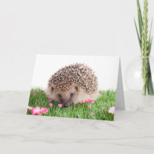 hedgehog kort