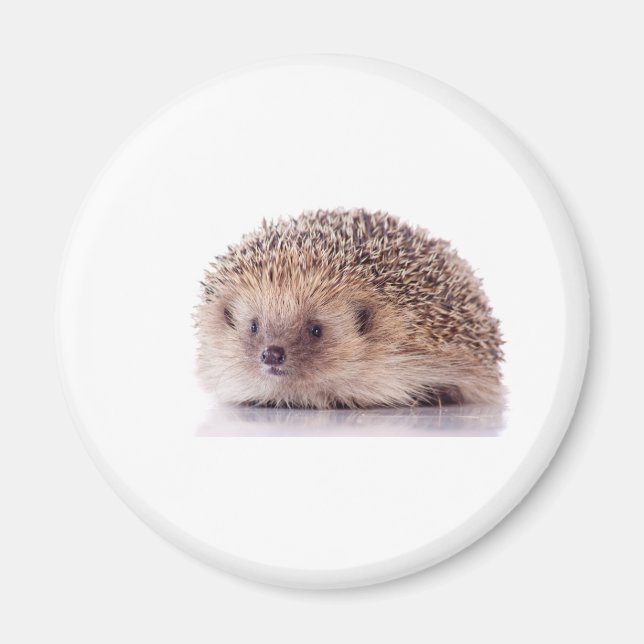 Hedgehog, Magnet (Framsidan)
