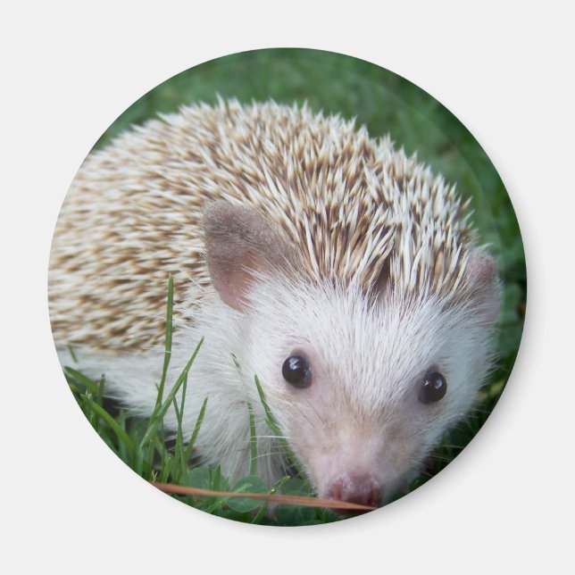 Hedgehog Magnet (Framsidan)