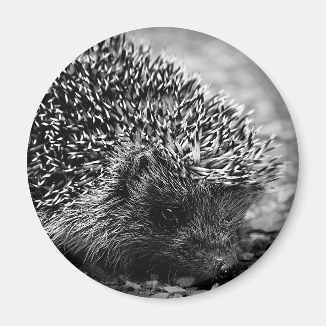 hedgehog magnet (Framsidan)