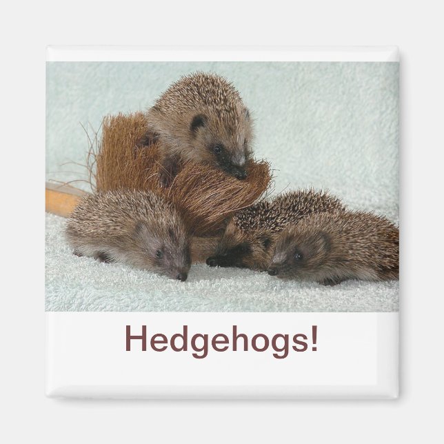 Hedgehog Magnet (Framsidan)