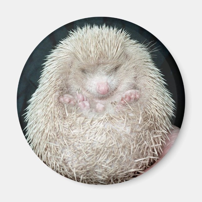 Hedgehog Magnet (Framsidan)