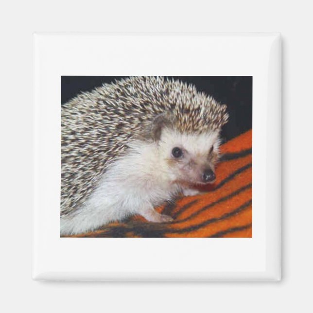 Hedgehog Magnet (Framsidan)