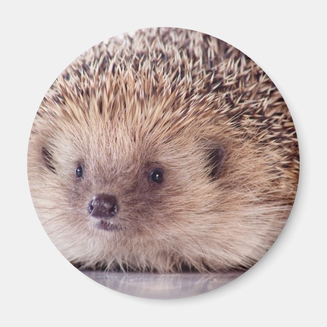 Hedgehog, Magnet (Framsidan)