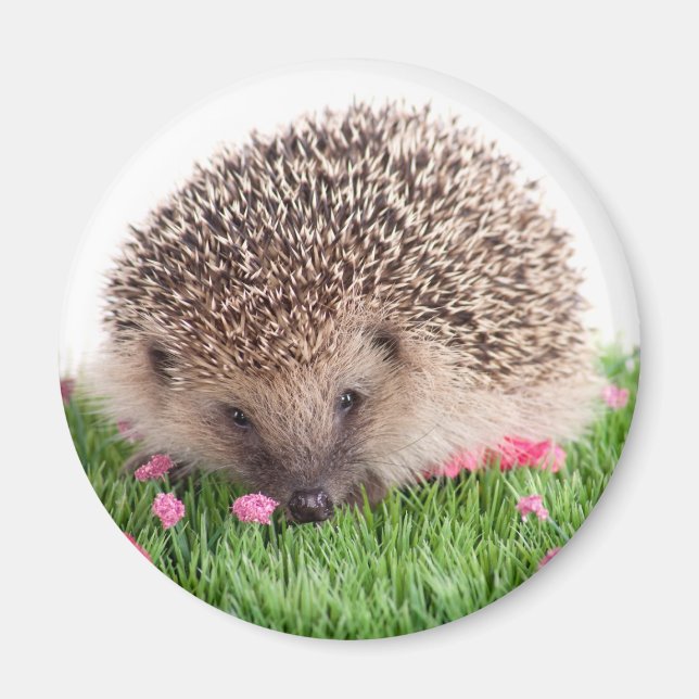 hedgehog, magnet (Framsidan)