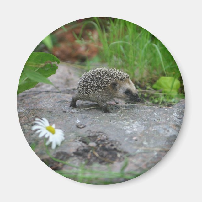 Hedgehog magnet - anpassade (Framsidan)