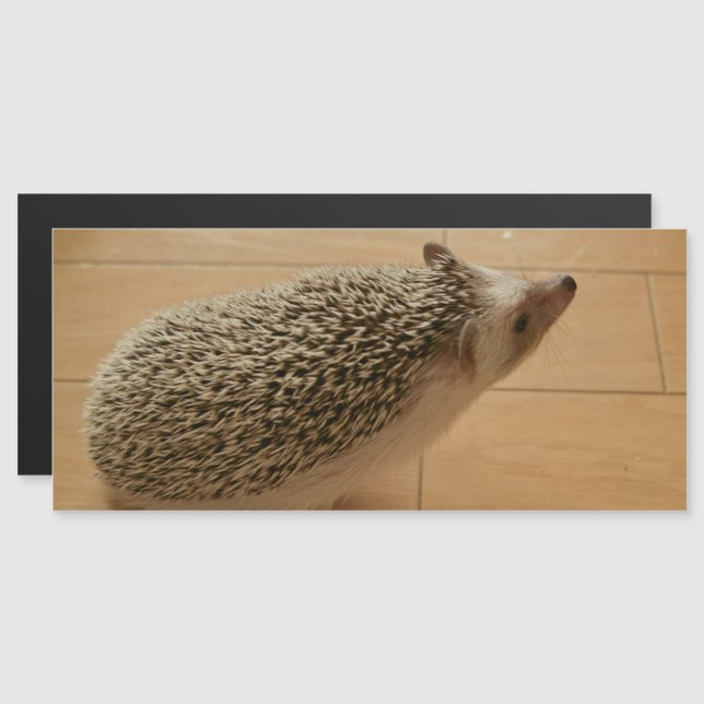Hedgehog Magnetic Card (Fram/baksida)
