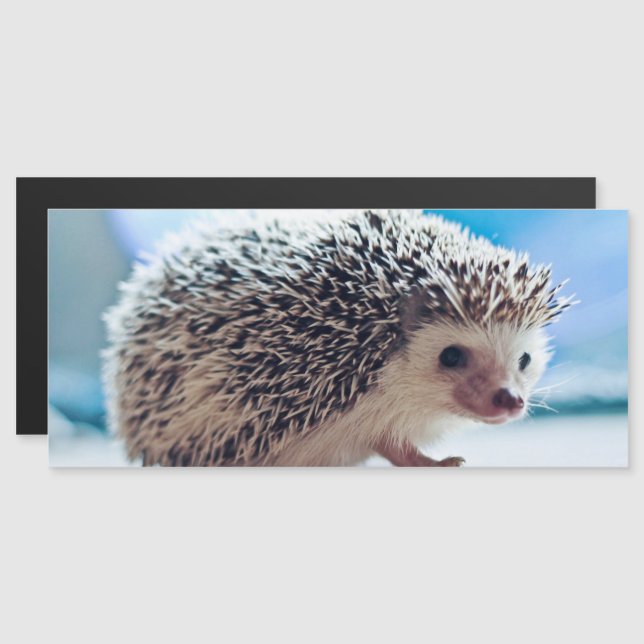 Hedgehog Magnetic Card (Fram/baksida)