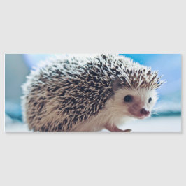 Hedgehog Magnetic Card