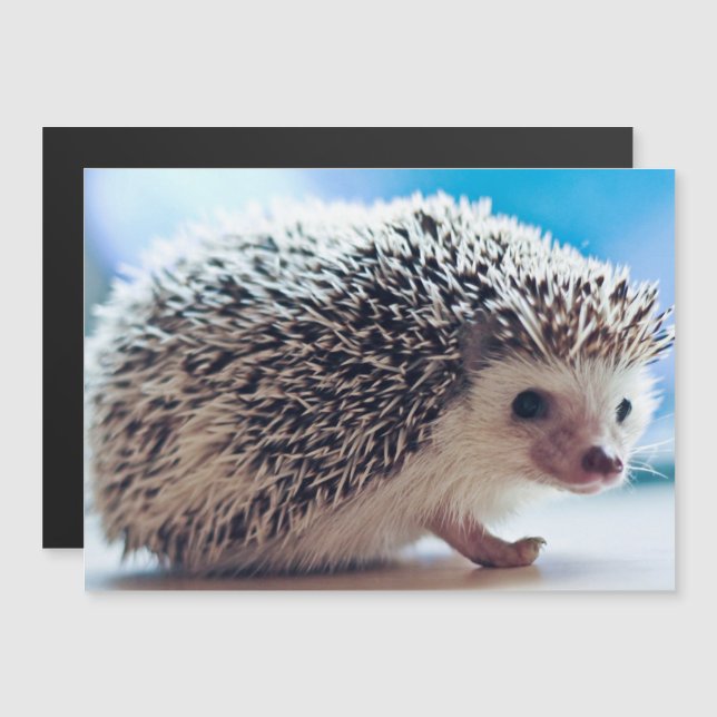Hedgehog Magnetic Card (Fram/baksida)