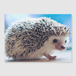 Hedgehog Magnetic Card