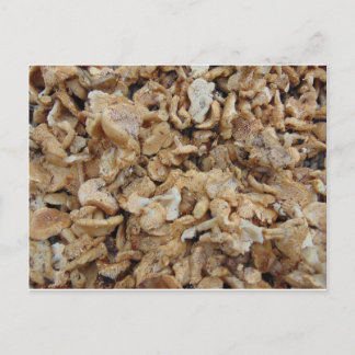 Hedgehog MushRums Vykort