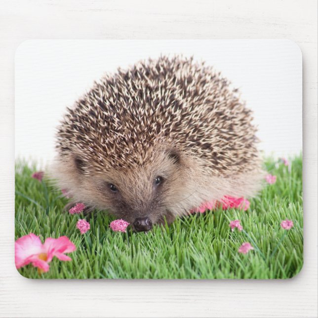 hedgehog, musmatta (Framsidan)