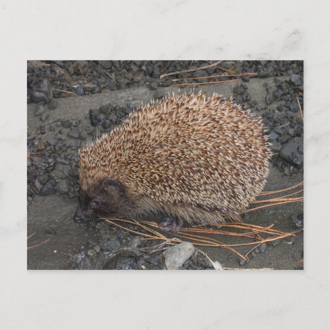Hedgehog på Tiny Black Sten Vykort (Framsida)