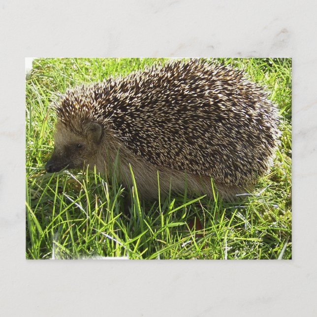 Hedgehog Postcard Vykort (Framsida)