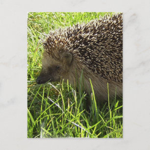 Hedgehog Postcard Vykort