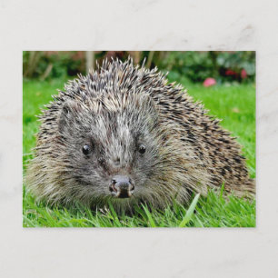 Hedgehog Postcard Vykort