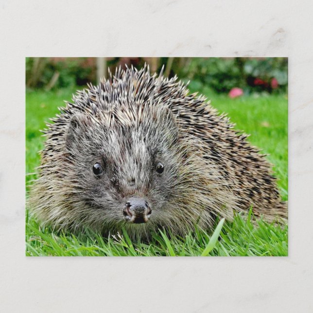 Hedgehog Postcard Vykort (Framsida)