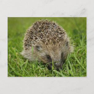 Hedgehog Postcard Vykort