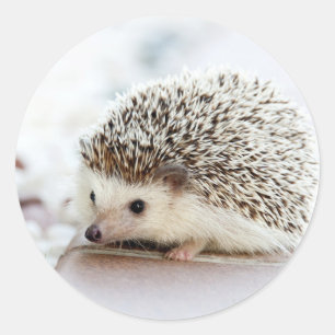 Hedgehog Runt Klistermärke