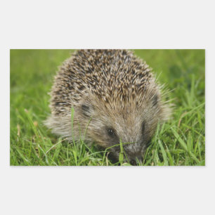 Hedgehog Stickers Rektangulärt Klistermärke