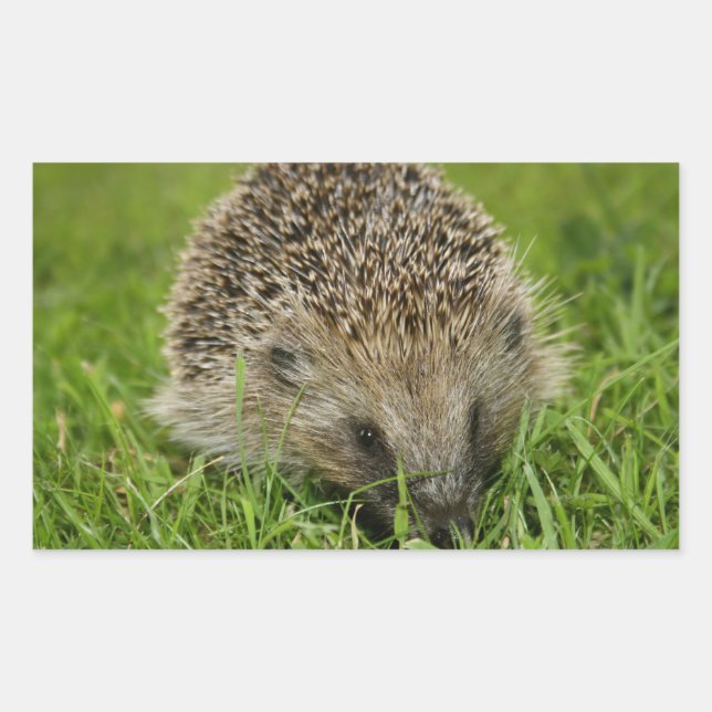 Hedgehog Stickers Rektangulärt Klistermärke (Framsida)